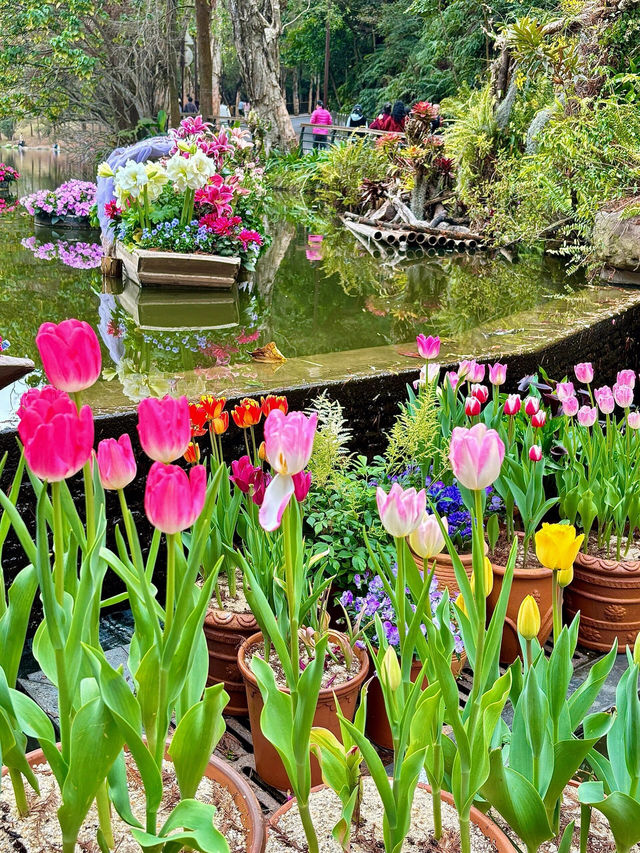 🌷 深圳的花之仙境 - 仙湖植物園的鬱金香 🌷