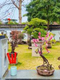 2.14實拍︳古漪園的梅花已經開了！可以衝！