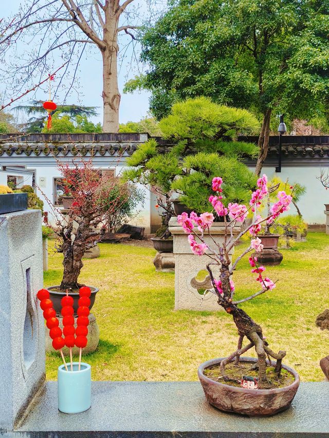 2.14實拍︳古漪園的梅花已經開了！可以衝！