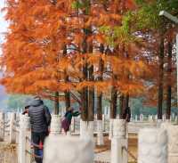 誰懂這是12月的烈士公園