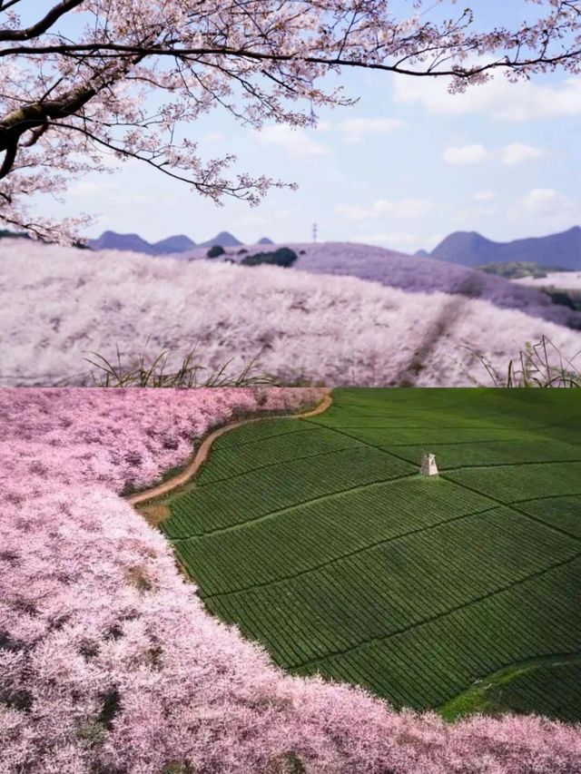 春日限定！贵州櫻花海5天沉浸式攻略