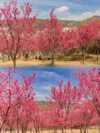 福州小眾花海境，人少景美還出片