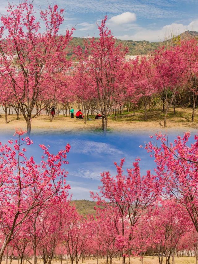 福州小眾花海境，人少景美還出片