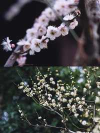 上海松江賞梅一日遊‖打卡避坑攻略
