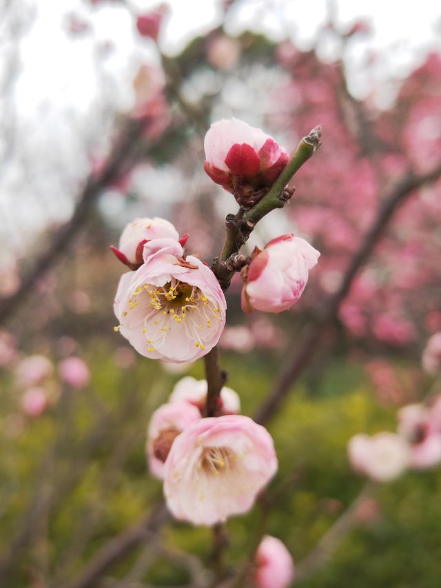 真如公園梅花景