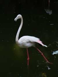 廣州動物園｜與萌寵近距離互動，開啟奇妙之旅