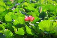 吉林四平市植物園：自然之美的繽紛世界