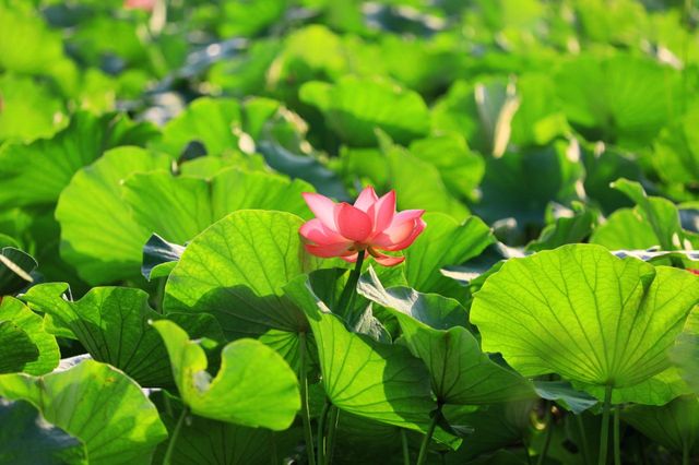 吉林四平市植物園：自然之美的繽紛世界