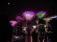 SG超級樹燈光秀：夜幕下的奇幻森林🌌🌳✨