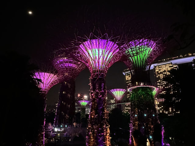 SG超級樹燈光秀：夜幕下的奇幻森林🌌🌳✨