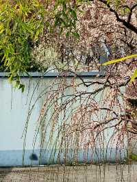 上海，仲去世紀公園？莘莊梅園靚到暈！