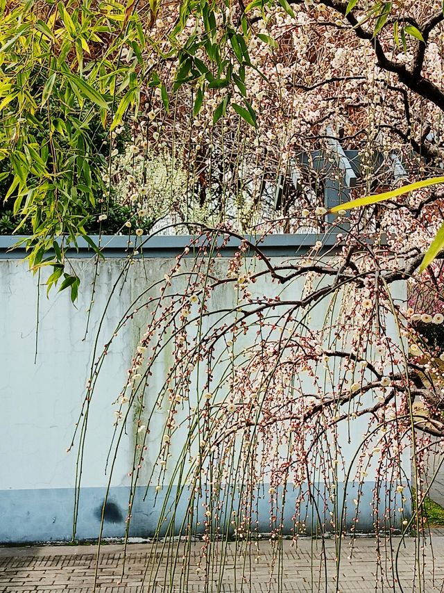 上海，仲去世紀公園？莘莊梅園靚到暈！