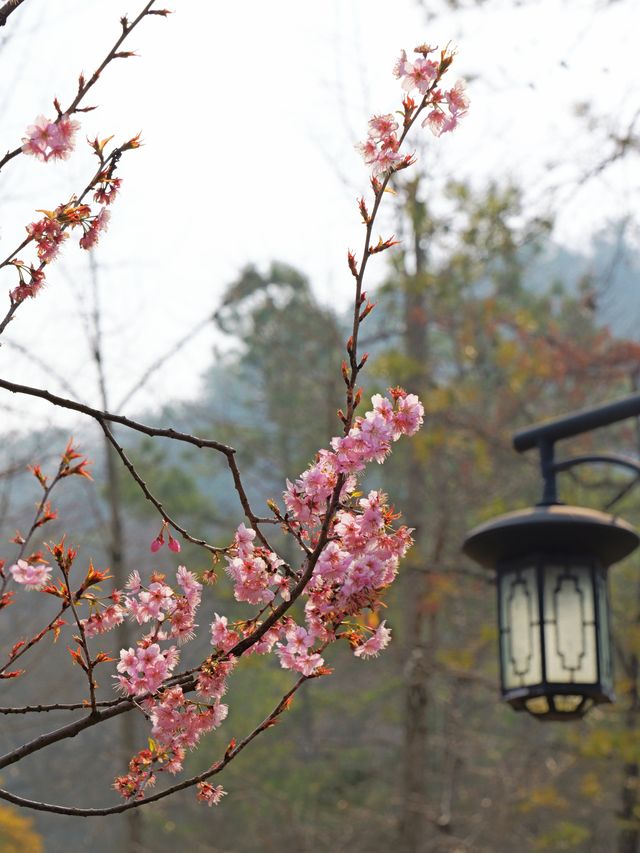 杭州太子灣公園‖3月賞花攻略搶先看，浪漫到爆！