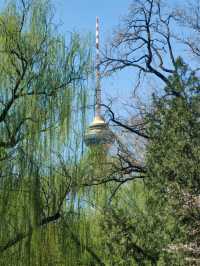 玉淵潭公園｜一場浪漫的春日奔赴