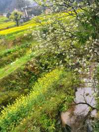 江浙滬衢州觀賞油菜花好去處