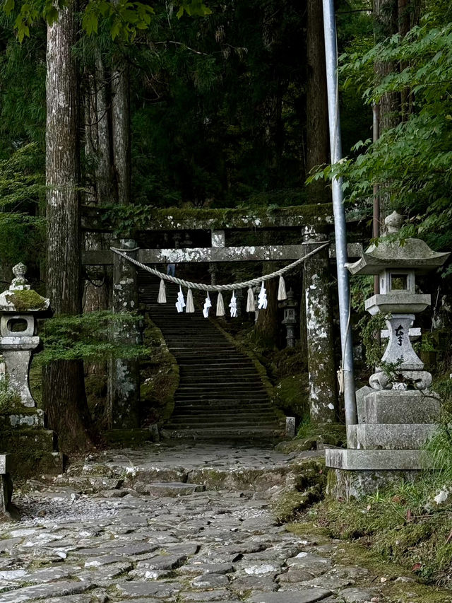 靜謐與自然：福岡深秋山林行