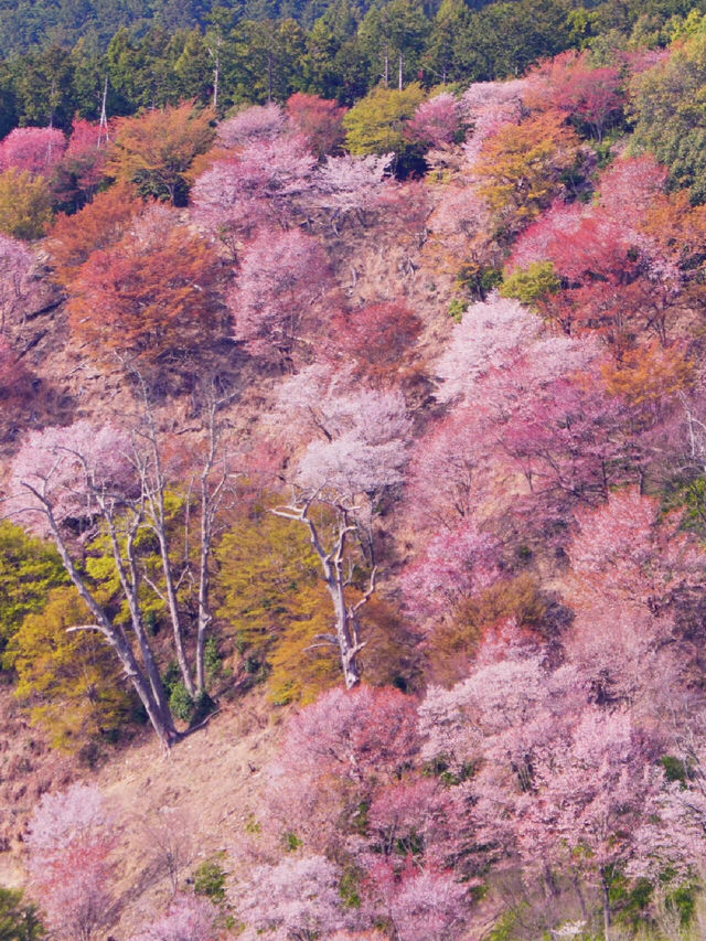 🌸在吉野山，赴一場千本櫻的浪漫之約