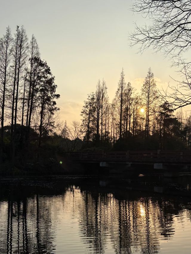 上海濱江森林公園