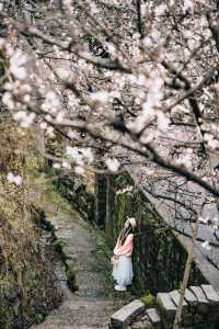 一年一度懸崖村櫻桃花，再不去就晚了