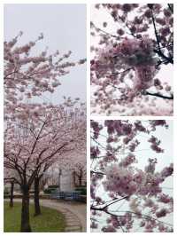 名古屋賞櫻花，春遊名城公園