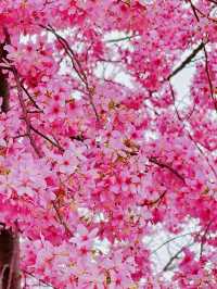 Kunming Cherry Blossom Attraction for visitors  