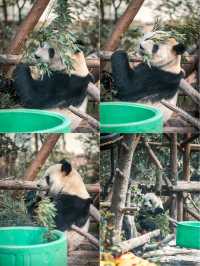 動物園遊記ᵕ̈終於看到軍軍和紅糖啦 附攻略