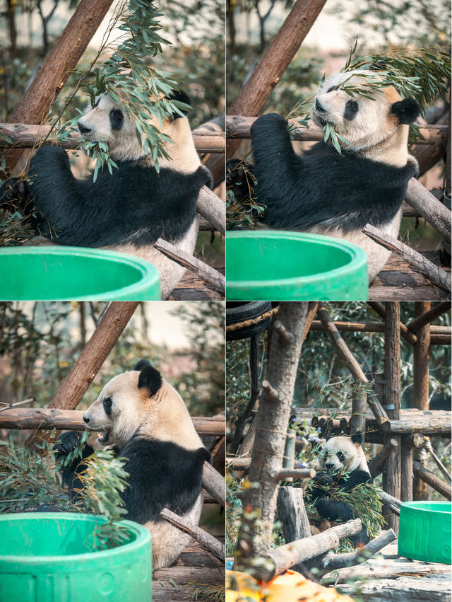 動物園遊記ᵕ̈終於看到軍軍和紅糖啦 附攻略