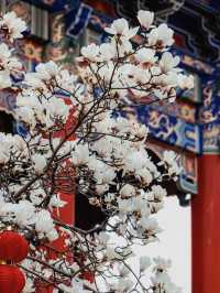蘇州小眾賞玉蘭花聖地，美到失語