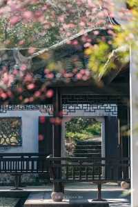 A Journey to Mingzhao Temple for the Blooming Plum Blossoms
