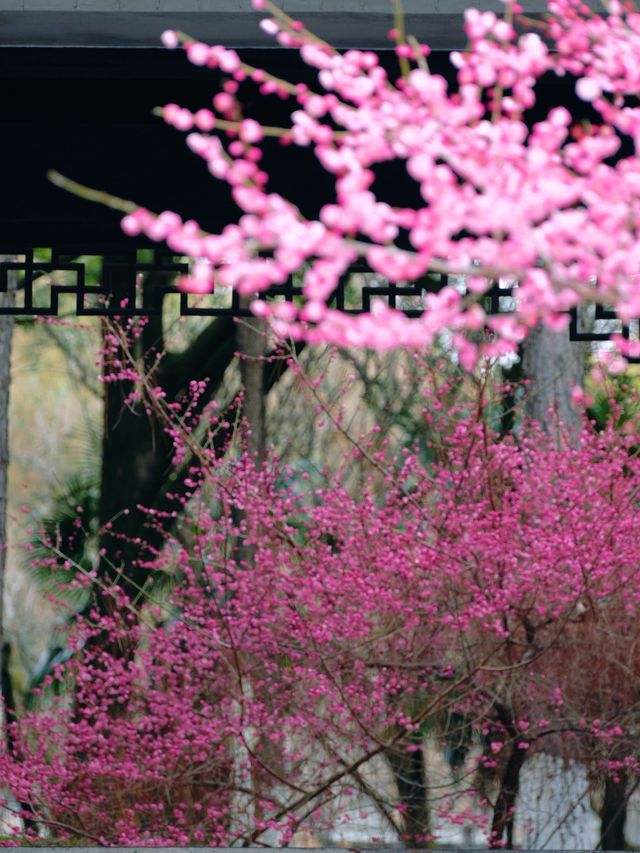 Discover the Best Spot for Plum Blossom Viewing in Jinhua