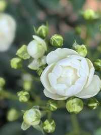 走進月季公園：解鎖多采月季，共赴花之盛宴