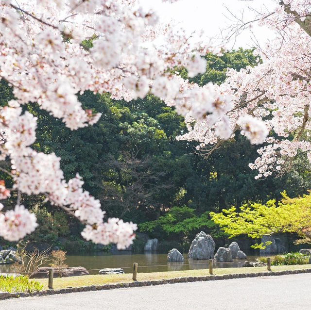 🌸被問爆的賞櫻聖地 | 萬博紀念公園