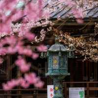 🌸大阪櫻花季私藏攻略｜承包整片花海！