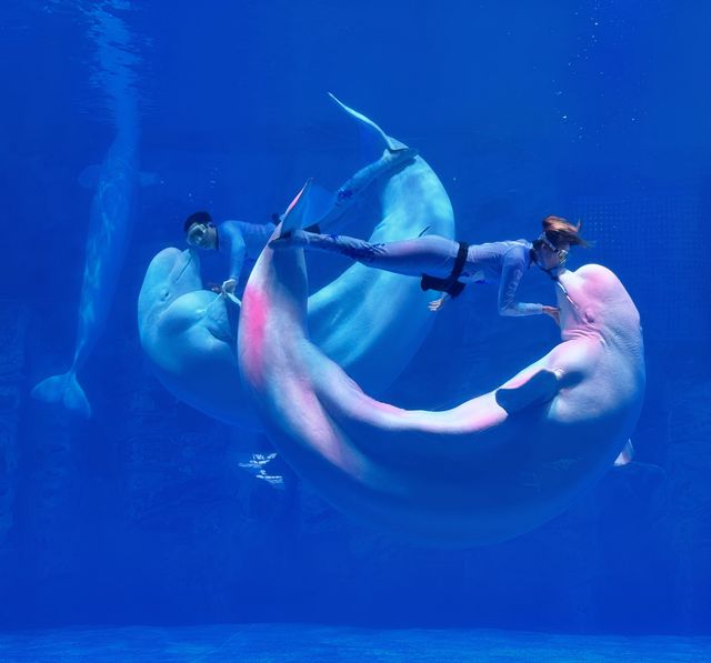 海花島海洋公園 動物互動攻略大放送
