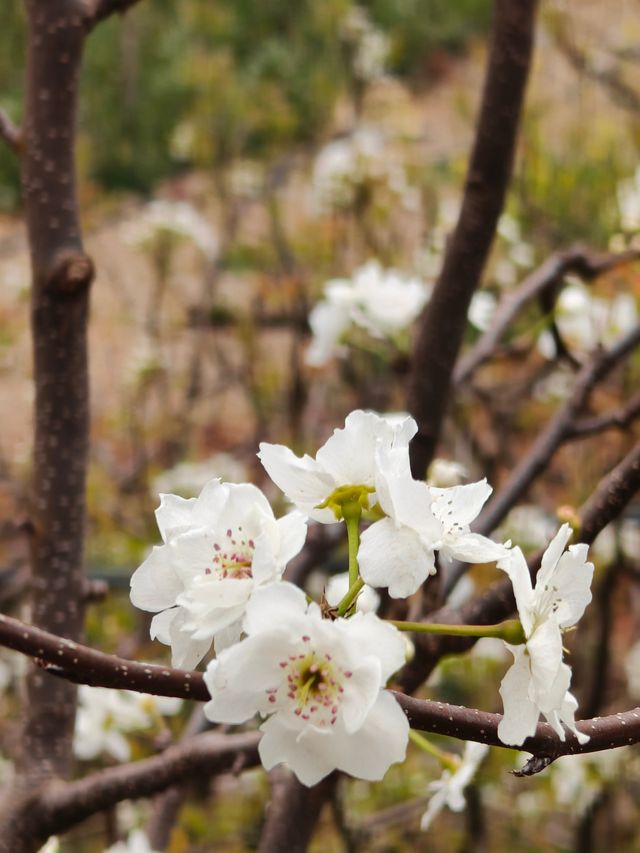 會理梨花好去處