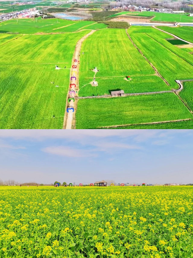佳期已到！快來信陽明港賞油菜花！