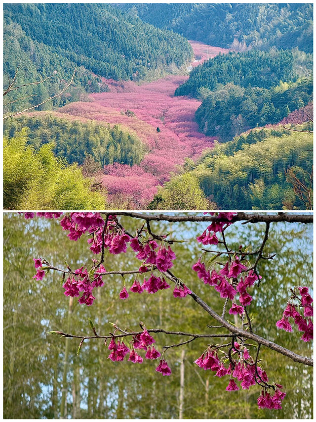 去了5次臨安，整理出來的攻略