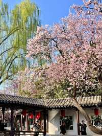 3.23實況｜藏在北京三環裡的小江南花開啦