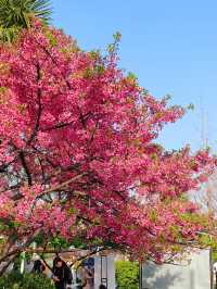 上海大寧公園的鬱金香已到盛花期