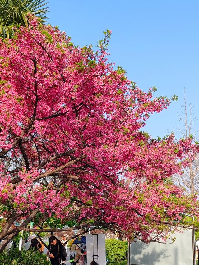 上海大寧公園的鬱金香已到盛花期