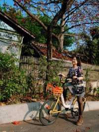 醉美木棉｜紅色蔓延到了廣州喜臨院
