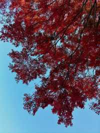 福岡市南公園一日遊｜秋楓與藝術的共舞🍁🏯