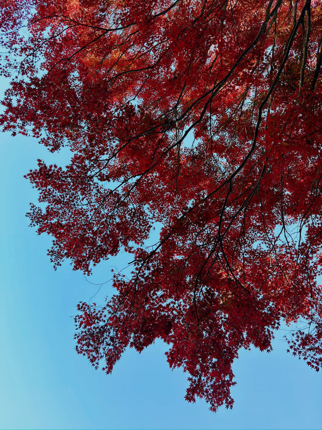 福岡市南公園一日遊｜秋楓與藝術的共舞🍁🏯