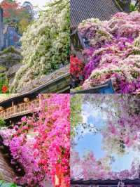 總結來說，這裡是深圳近期最美的莫奈花園！