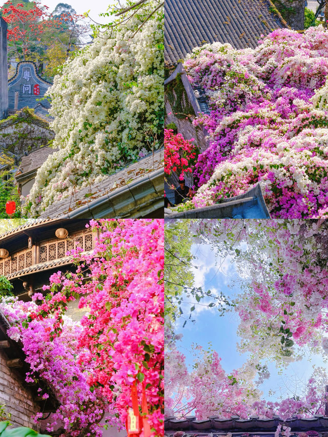 總結來說，這裡是深圳近期最美的莫奈花園！