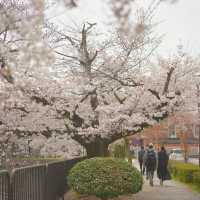 櫻花季赴京都，這條Citywalk路線快存好🌸