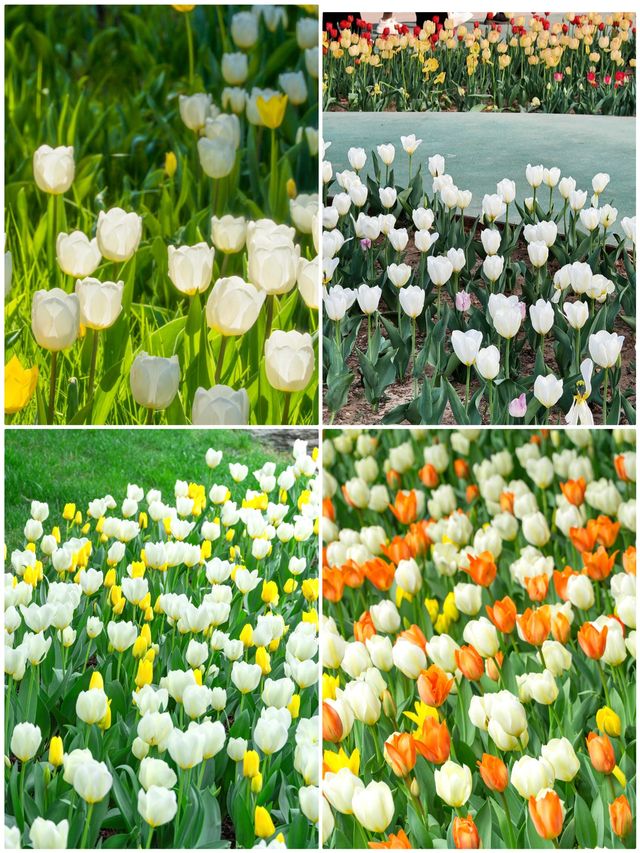 北京賞花好去處 | 中山公園鬱金香