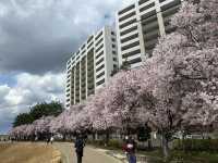 🌸2025大阪櫻花最新進度 | 超詳細追櫻指南