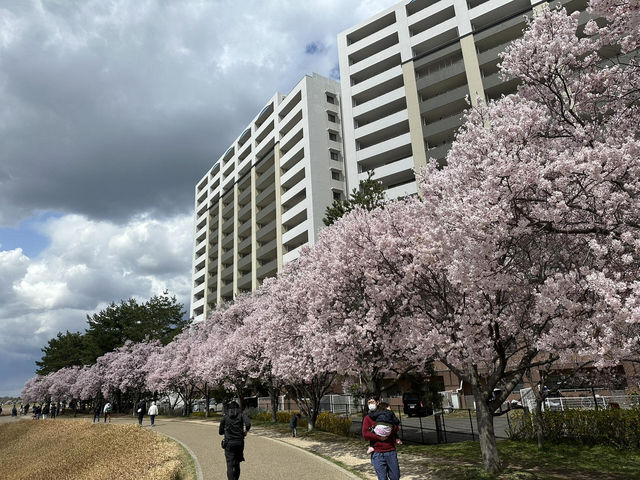 🌸2025大阪櫻花最新進度 | 超詳細追櫻指南