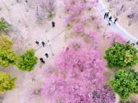 鄭州｜西流湖公園｜春日限定｜梅櫻共舞的浪漫奇遇